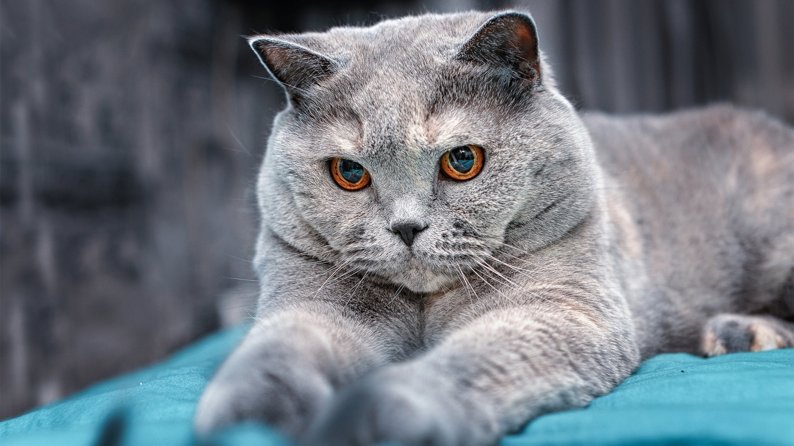 意甲争冠悬念终结之战，当绿茵场上的森林狼提前扑灭了黄蜂的反击