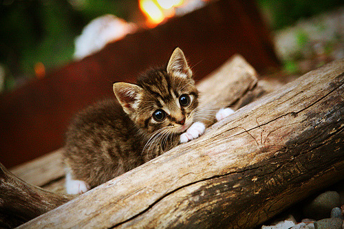 当新疆飞虎斩落NBA雄鹿，当哈利伯顿在F1接管比赛，年度最荒谬体育类比？